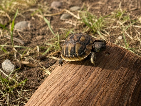 Baby skildpadde