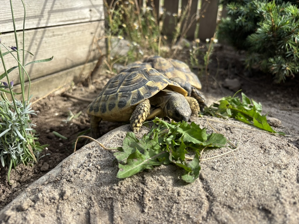 Skildpadde nyder mælkebøtter